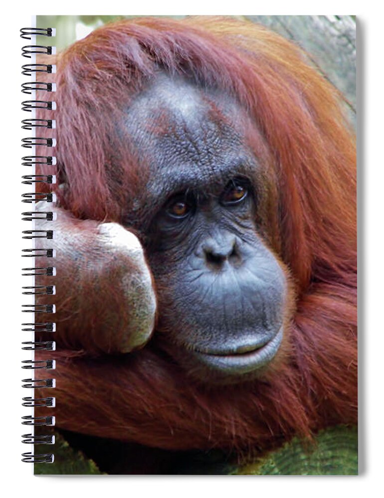 Orangutan Spiral Notebook featuring the photograph Keep Talking I Am Listening by D Hackett