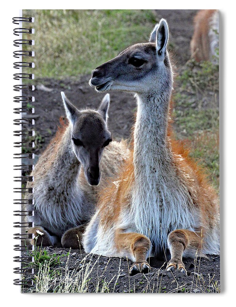 South America Spiral Notebook featuring the photograph Keeping Close by Jennifer Robin