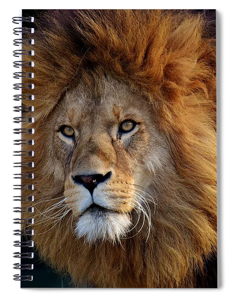  Spiral Notebook featuring the photograph King lion by Top Wallpapers