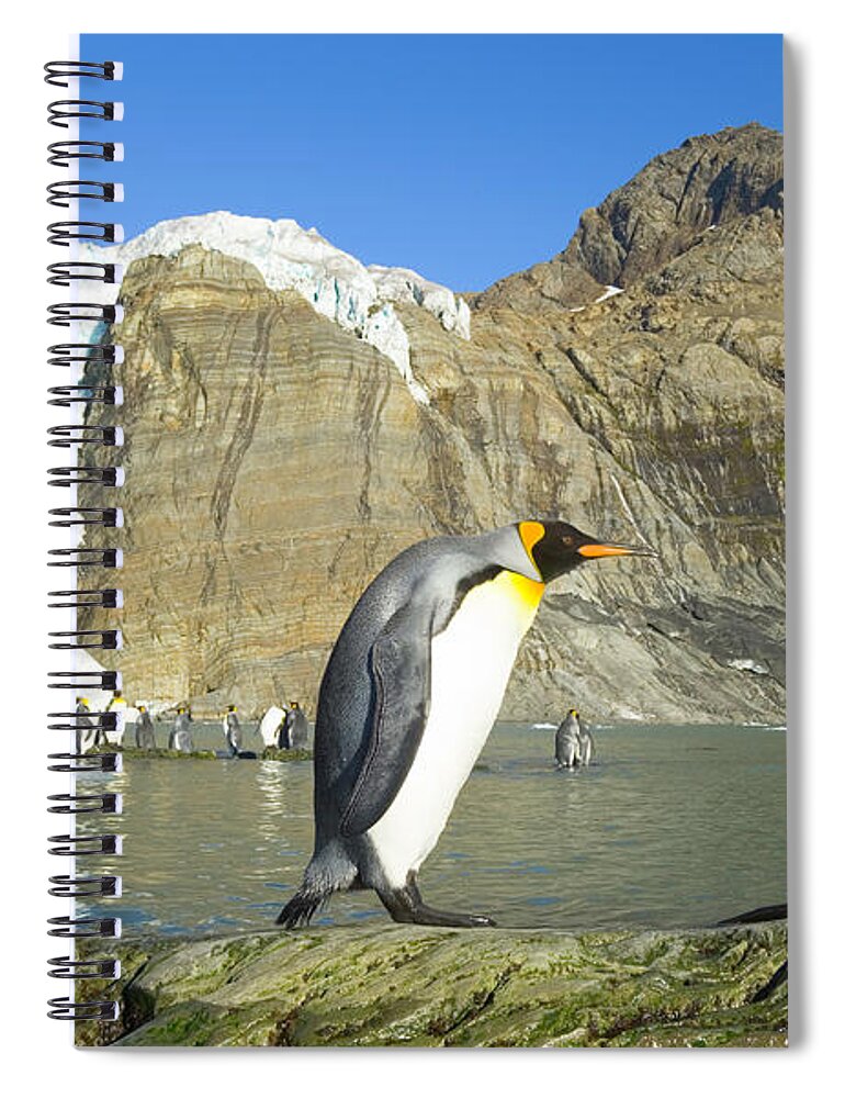 South Georgia Island Spiral Notebook featuring the photograph King Penguin And Female Antarctic Fur by Eastcott Momatiuk
