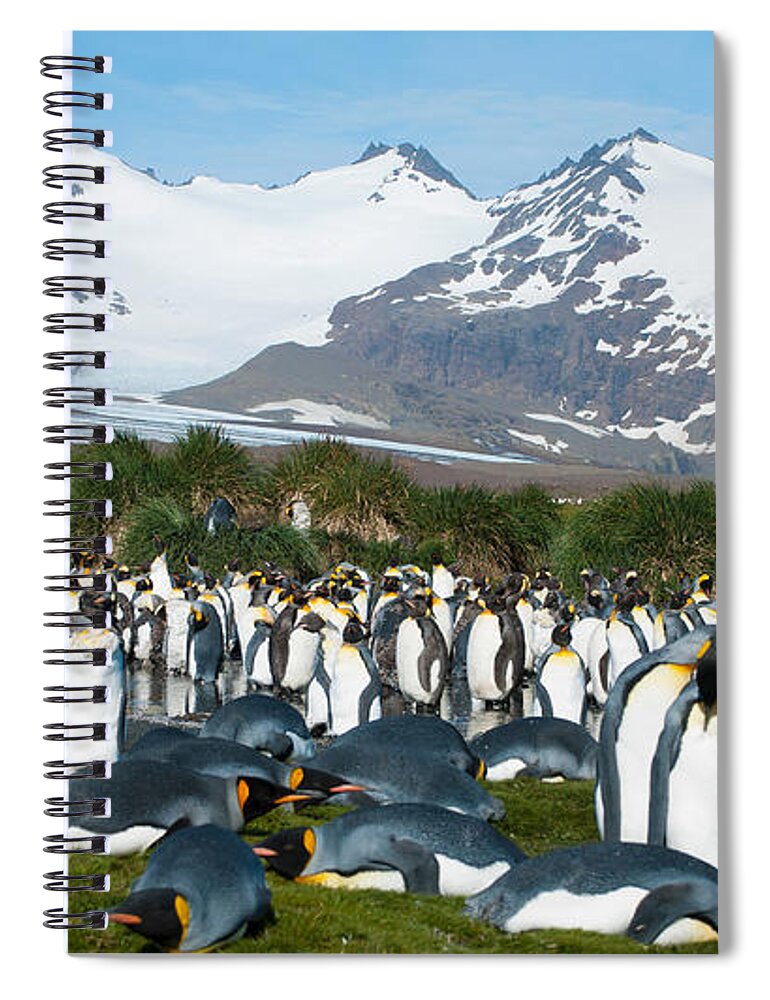 Grass Spiral Notebook featuring the photograph King Penguin Colony by Sascha Grabow