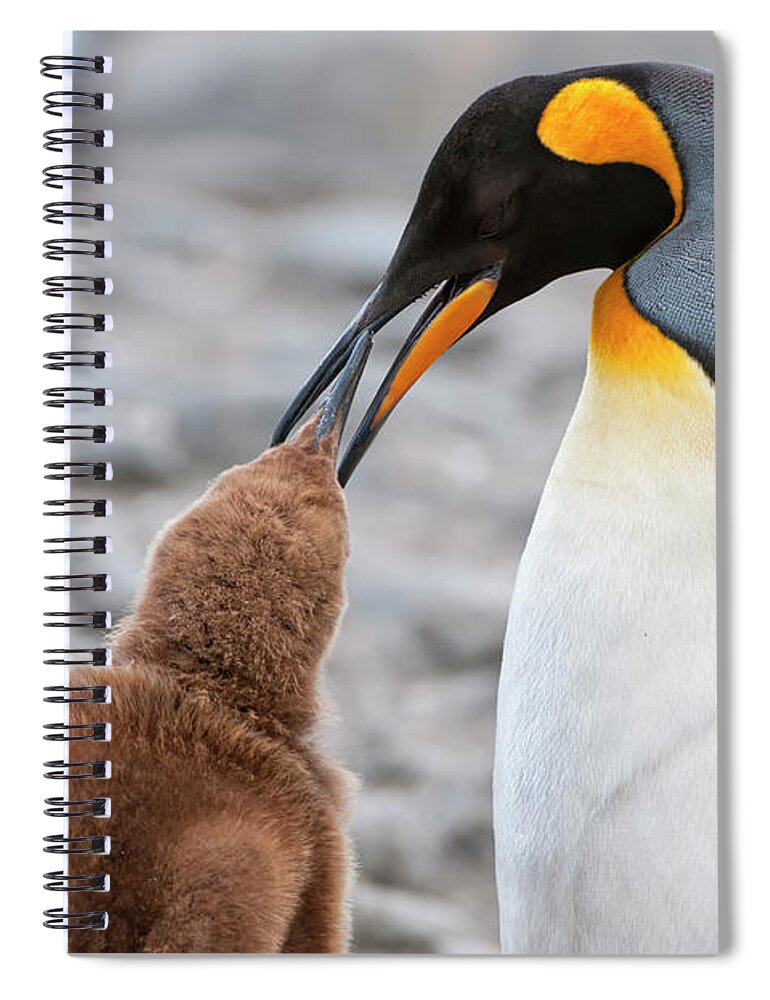 Care Spiral Notebook featuring the photograph King Penguin Feeding A Chick by Gabrielle Therin-weise