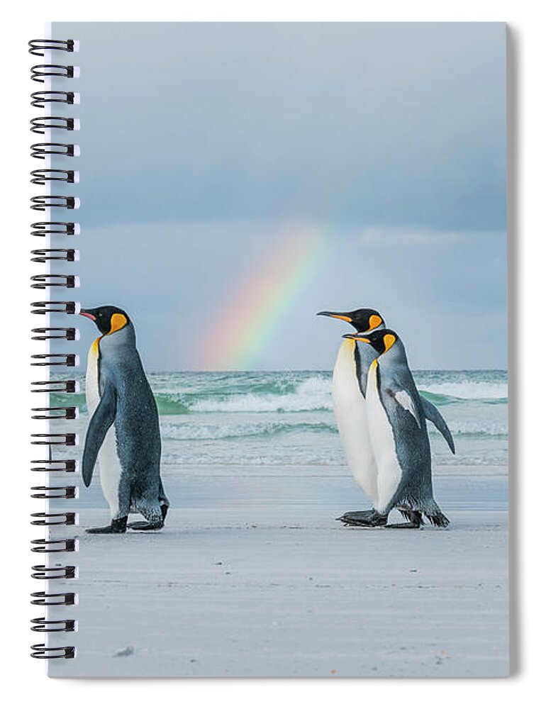 Animal Spiral Notebook featuring the photograph King Penguins On Beach With Rainbow by Tui De Roy