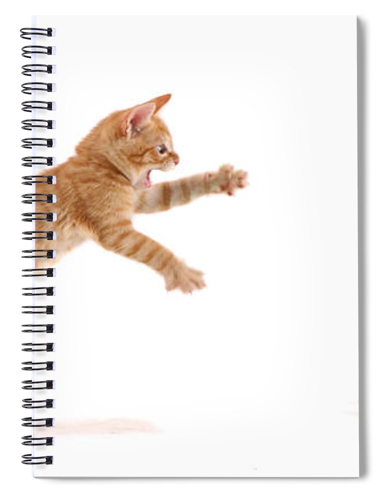 White Background Spiral Notebook featuring the photograph Kitten Attack by Spxchrome