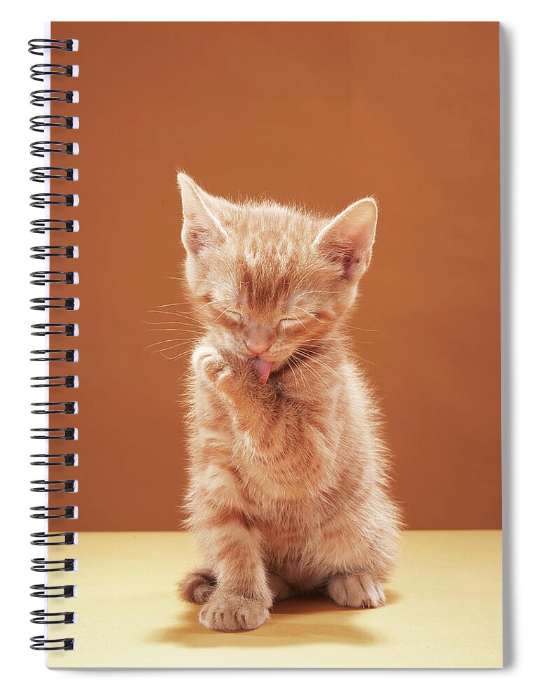 Pets Spiral Notebook featuring the photograph Kitten Grooming by Martin Poole