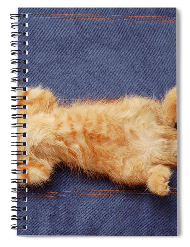 Pets Spiral Notebook featuring the photograph Kitten Sleeps On The Back by Khorzhevska