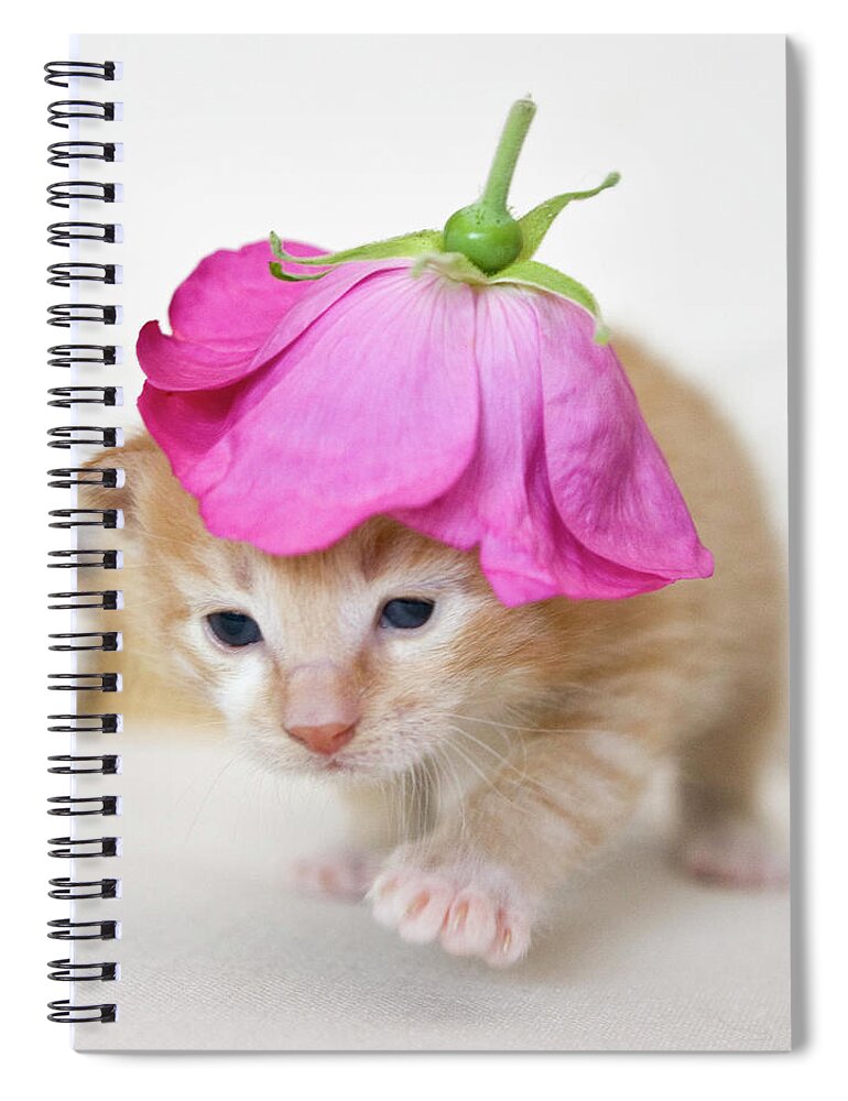 Pets Spiral Notebook featuring the photograph Kitten Walking With Flower Hat by Sanna Pudas