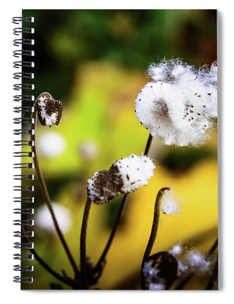 Tree Spiral Notebook featuring the photograph Knowing Autumn by Christopher Maxum