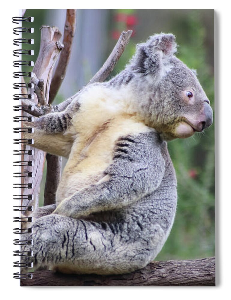 Animals Spiral Notebook featuring the photograph Koala in Tree by Dawn Richards