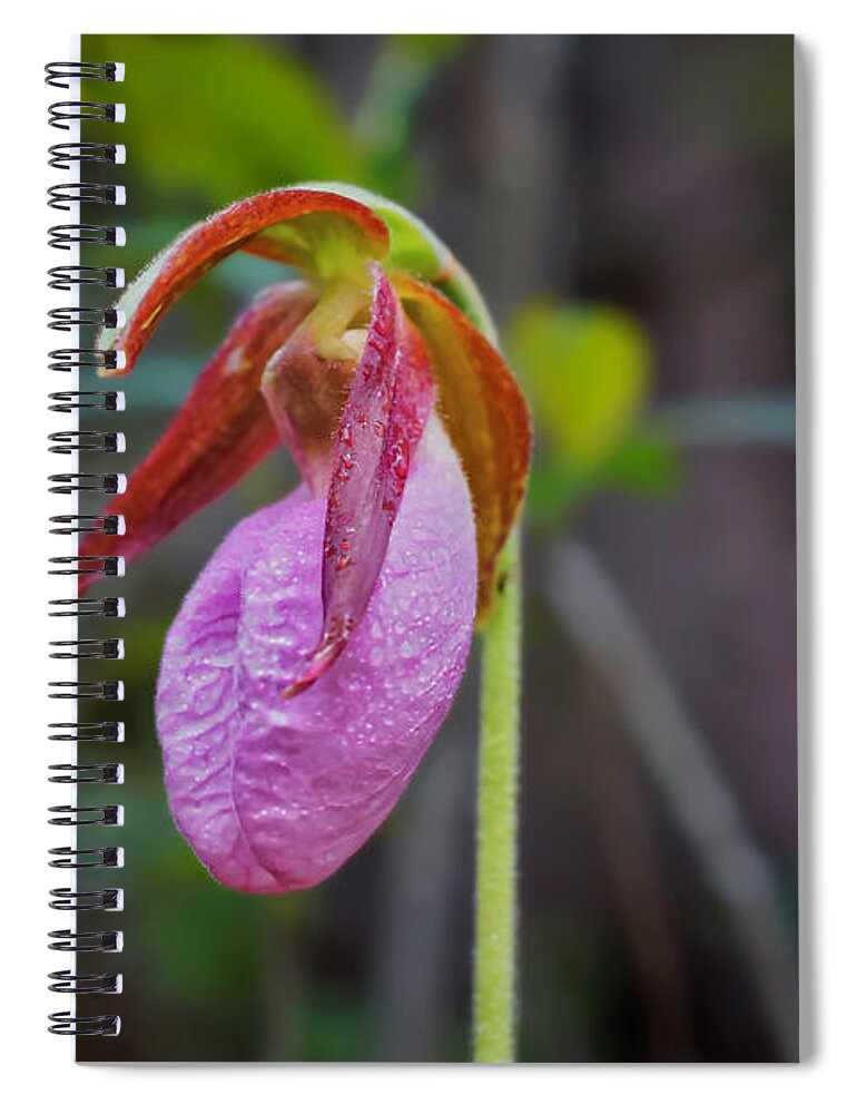 Macro Photography Spiral Notebook featuring the photograph Lady Slipper Orchid by Meta Gatschenberger