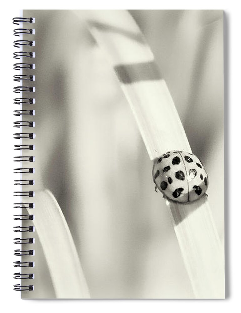 Insect Spiral Notebook featuring the photograph Ladybug by Karen Smale