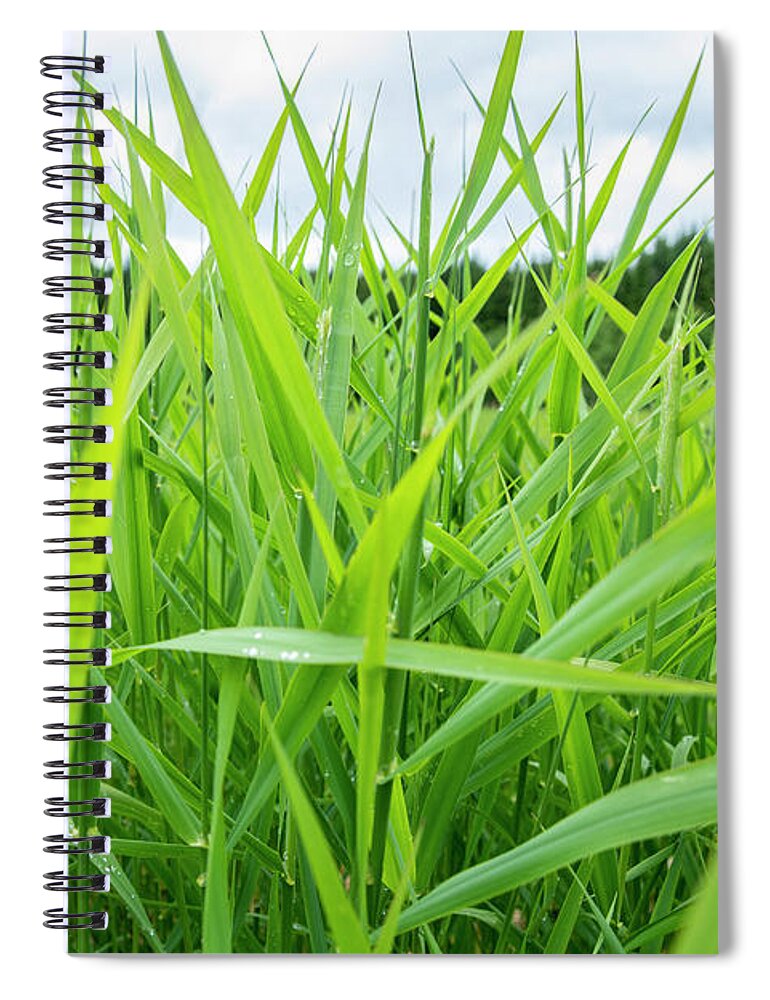 Alpine Spiral Notebook featuring the photograph Lake Grass 2 by Pelo Blanco Photo