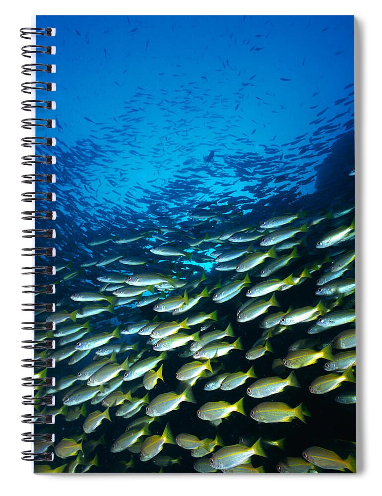 Aerodynamic Spiral Notebook featuring the photograph Large Group Of Bigeye Snapper Fish by Mixa