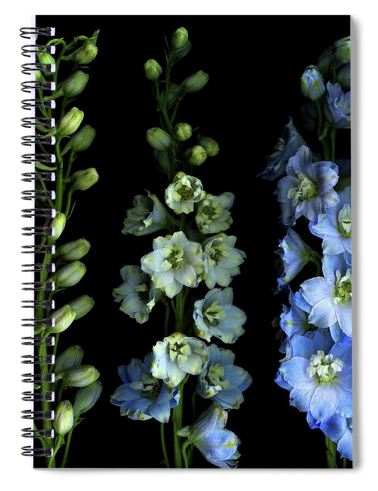 Aging Process Spiral Notebook featuring the photograph Larkspur From Bud To Flower by Photograph By Magda Indigo