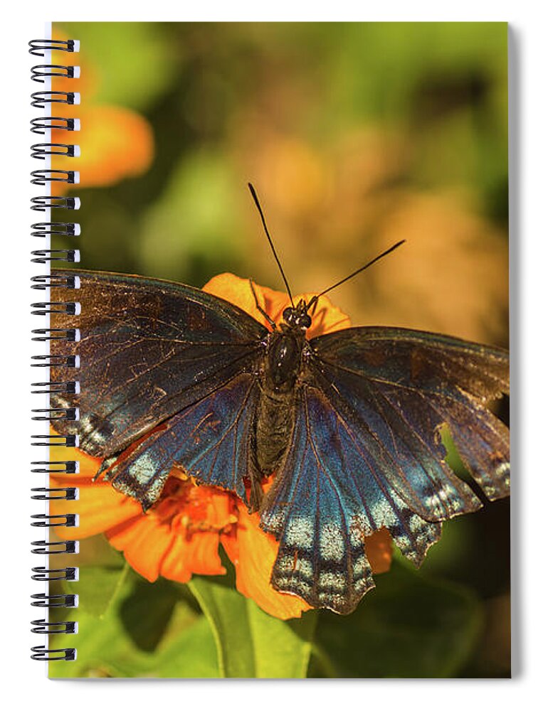 Butterfly Spiral Notebook featuring the photograph Last of the Butterflies by Beth Sawickie
