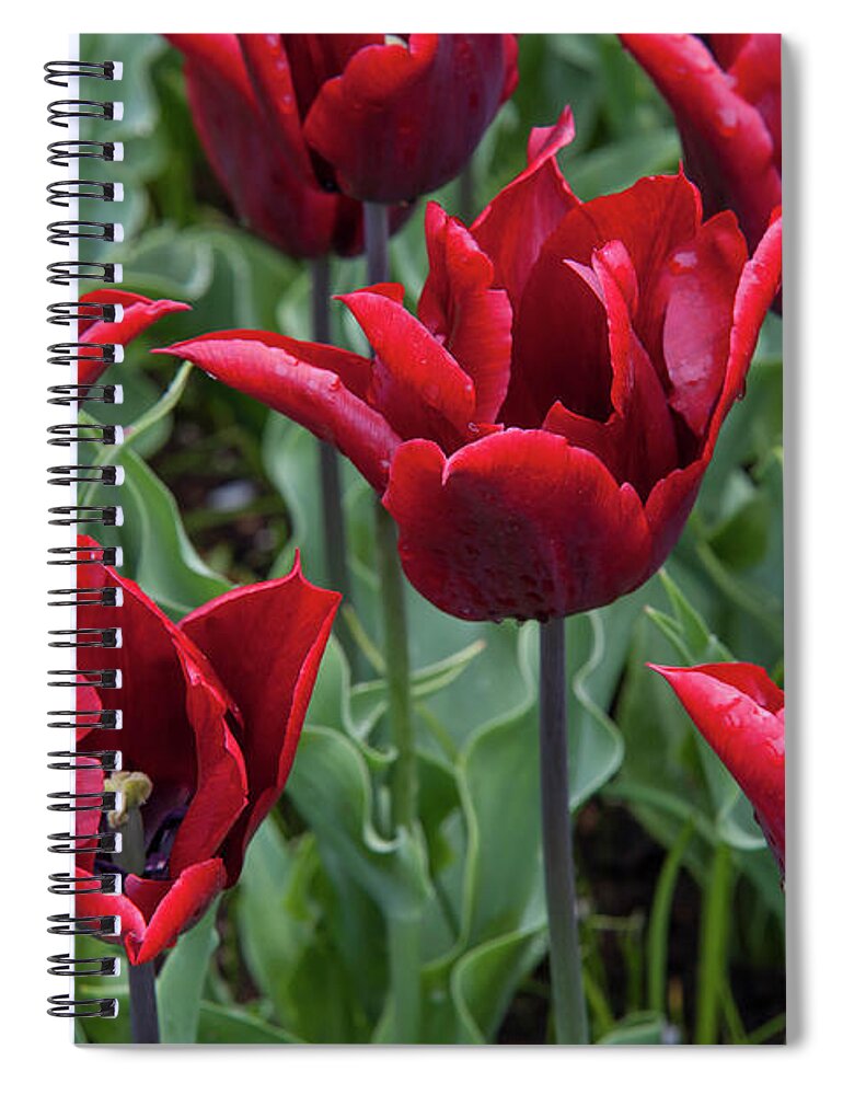 Jenny Rainbow Fine Art Photography Spiral Notebook featuring the photograph Late-Flowering Triumph Tulips Lasting Love by Jenny Rainbow