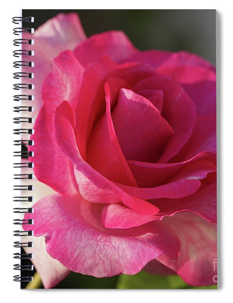 Rose Spiral Notebook featuring the photograph Late October Rose by Cathy Donohoue