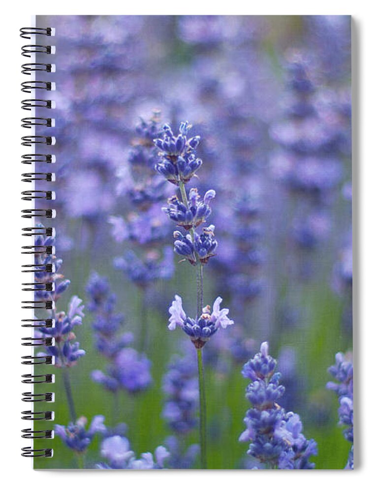 Otago Region Spiral Notebook featuring the photograph Lavender Flowers by Jill Ferry