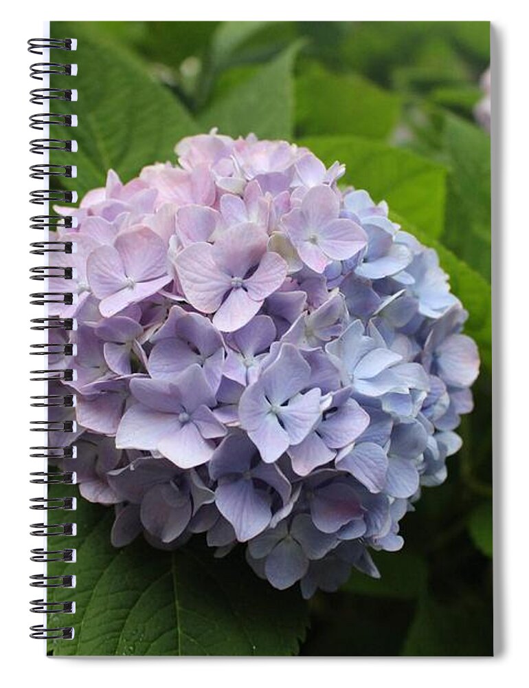 Lavender Spiral Notebook featuring the photograph Lavender Hydrangea, Cape May by Christopher Lotito