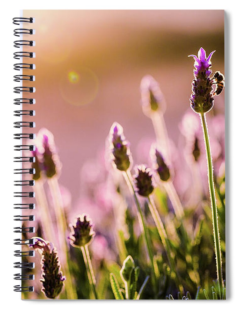 Lavender Spiral Notebook featuring the photograph Lavender Sunrise by Nicole Young
