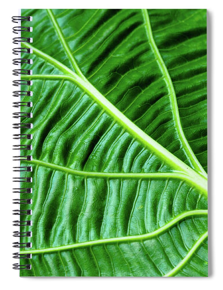 Natural Pattern Spiral Notebook featuring the photograph Leaf by By Jonathan Fife
