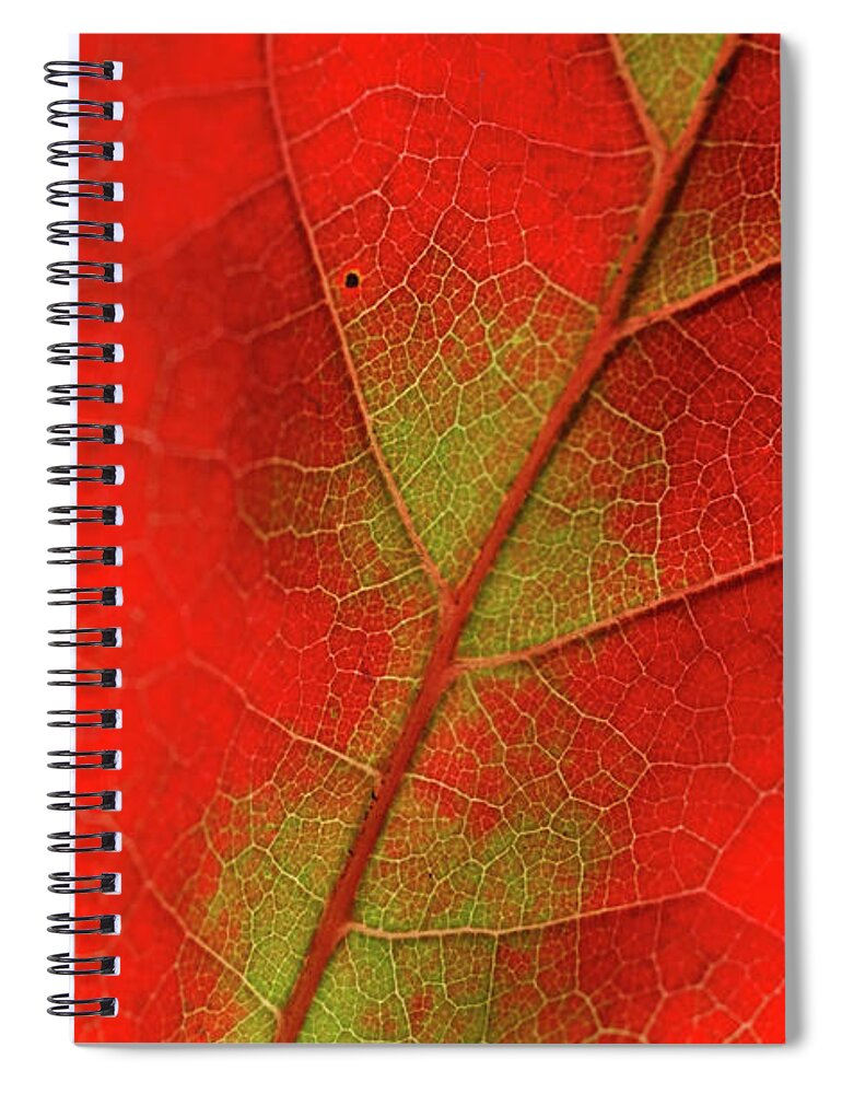Orange Color Spiral Notebook featuring the photograph Leafscape 2 by Dbstudio