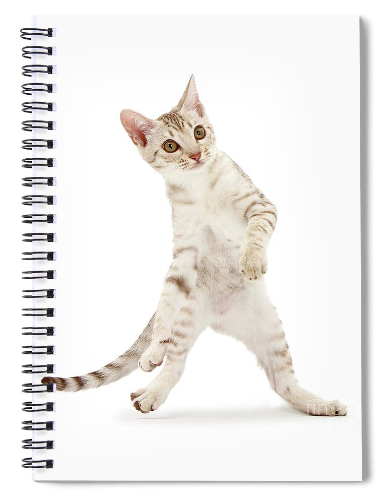 Ocicat Spiral Notebook featuring the photograph Learning the steps by Warren Photographic
