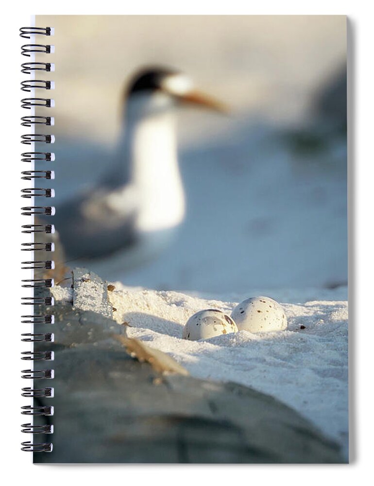 Least Tern Spiral Notebook featuring the photograph Least Tern Eggs by Susan Rissi Tregoning