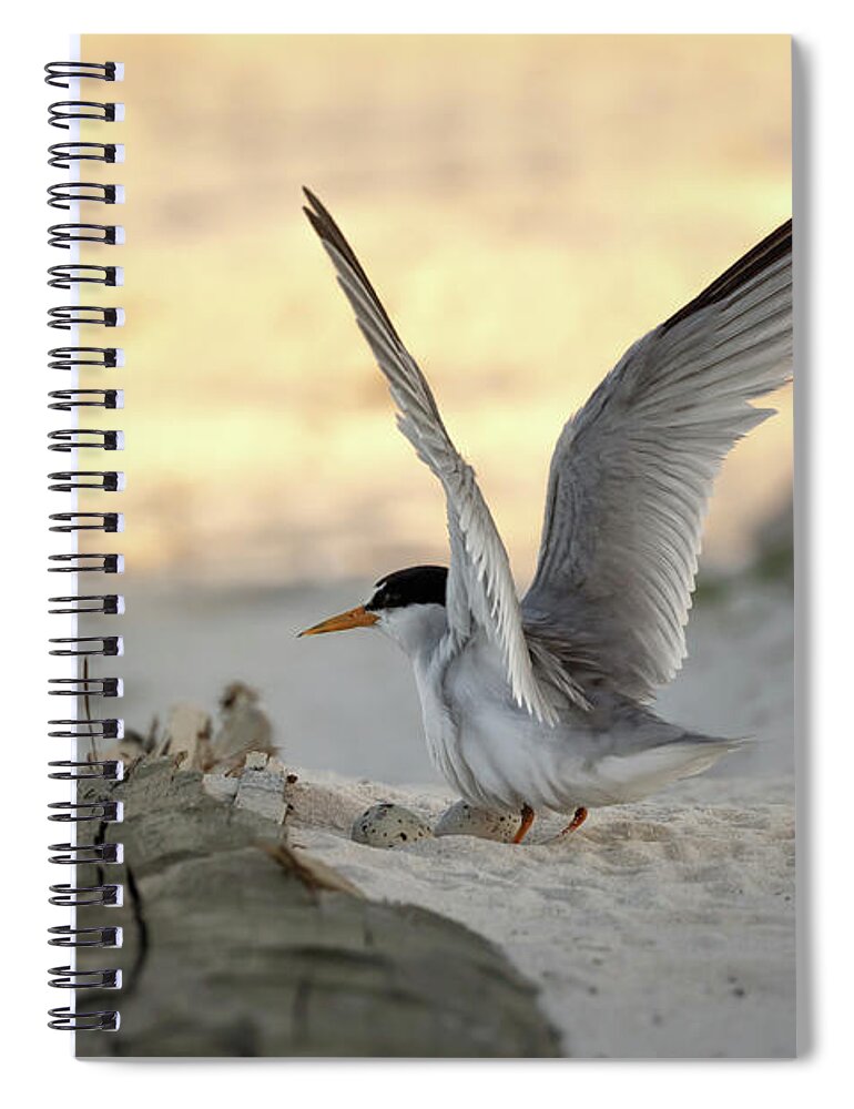 Least Tern Spiral Notebook featuring the photograph Least Tern Landing by Susan Rissi Tregoning