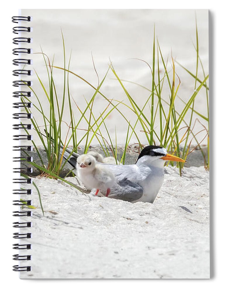 Baby Birds Spiral Notebook featuring the photograph Least Tern with Chicks by Susan Rissi Tregoning