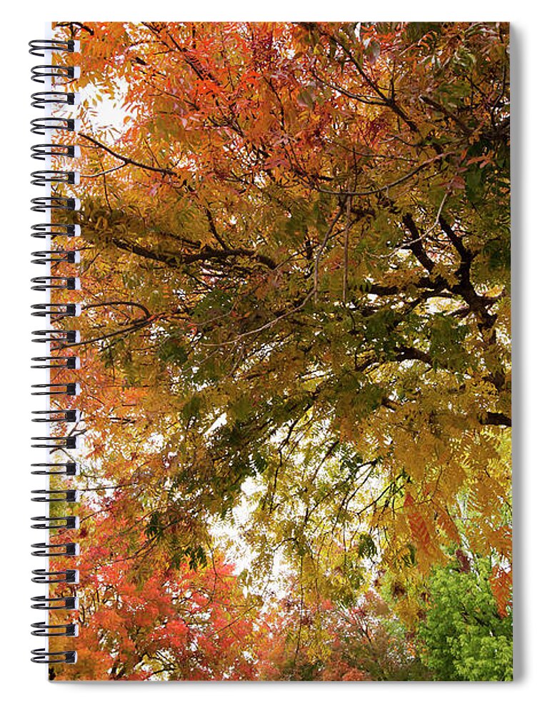 Orange Color Spiral Notebook featuring the photograph Leaves Of Trees Changing Colors With by Setareh Vatan / Design Pics