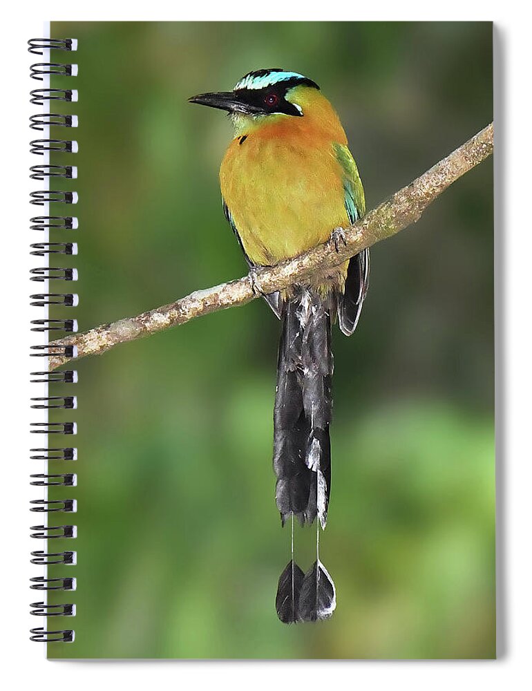 Neotropical Bird Spiral Notebook featuring the photograph Lesson's Motmot by Alan Lenk