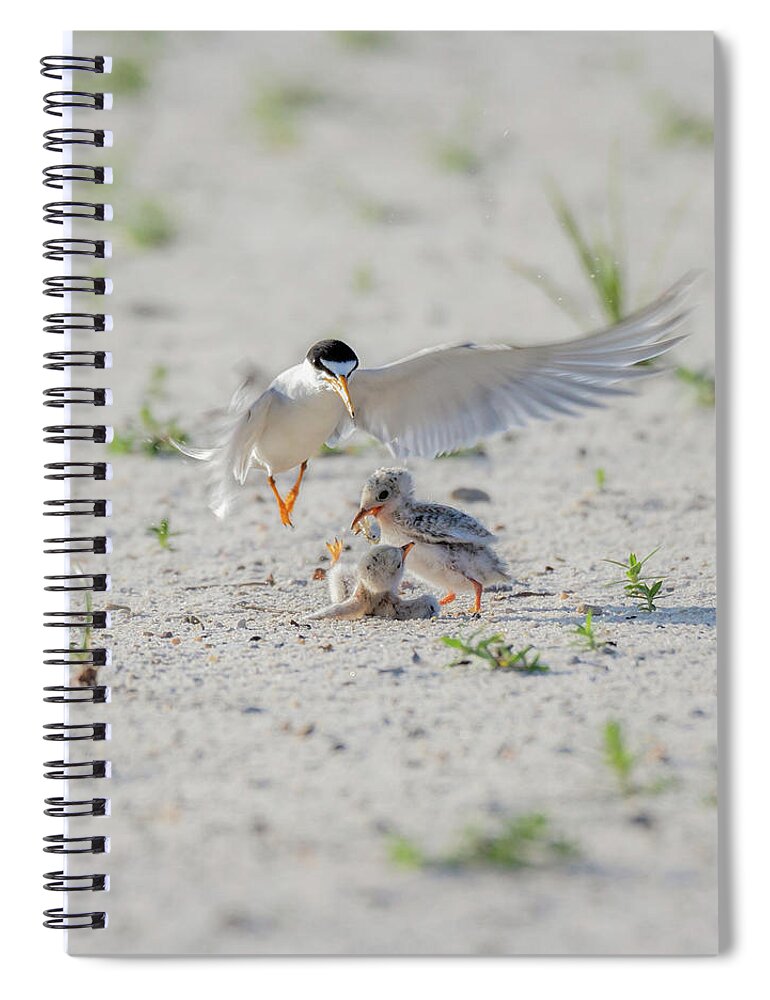 Bird Spiral Notebook featuring the photograph Let Me Help by Susan Rissi Tregoning
