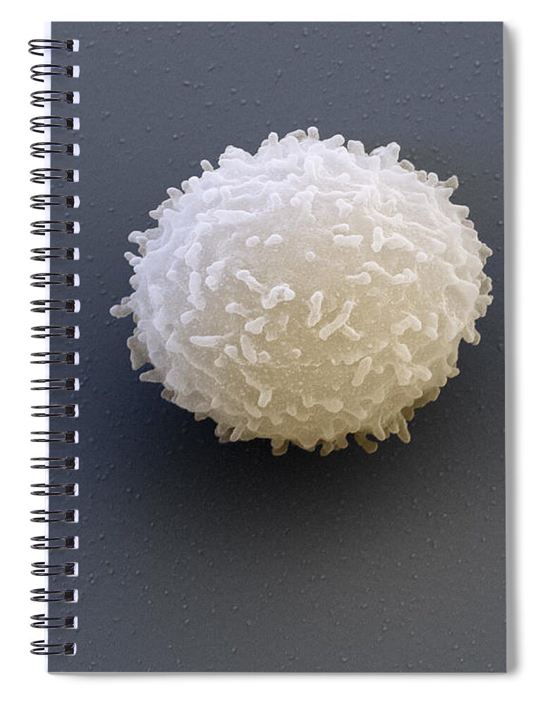 Blood Spiral Notebook featuring the photograph Leukocyte, Sem by Meckes/ottawa