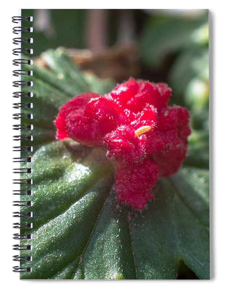 Macro Spiral Notebook featuring the photograph Life Cycles by Ivars Vilums
