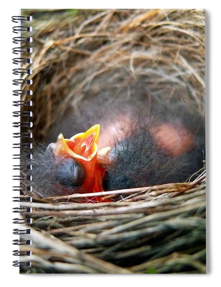 Birds Nest Spiral Notebook featuring the photograph Life in the Nest by Christina Rollo