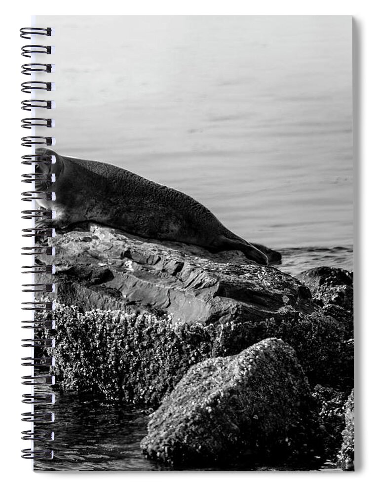 Harbor Seal Spiral Notebook featuring the photograph Lifting Fog by Cathy Kovarik