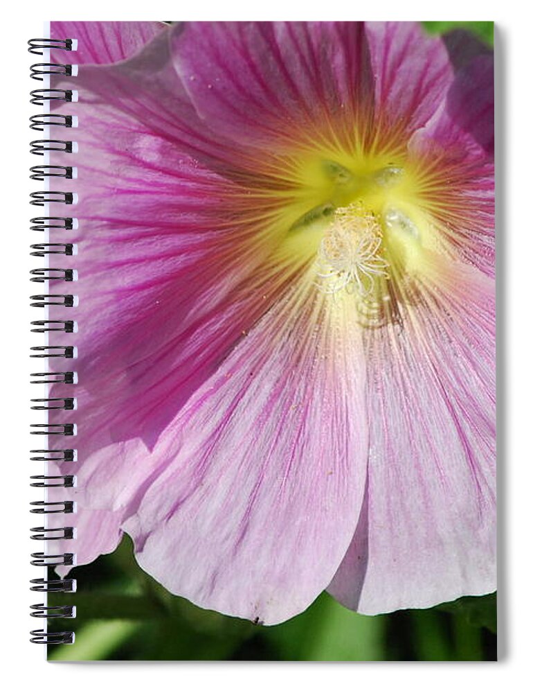 Light Pink Orchid Satin Rose Flowers Spiral Notebook featuring the photograph Light Pink Orchid Satin Rose by Ee Photography