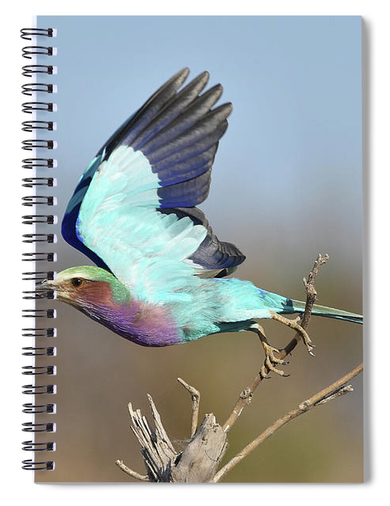 Roller Spiral Notebook featuring the photograph Lilac-Breasted Roller on Takeoff by Ben Foster