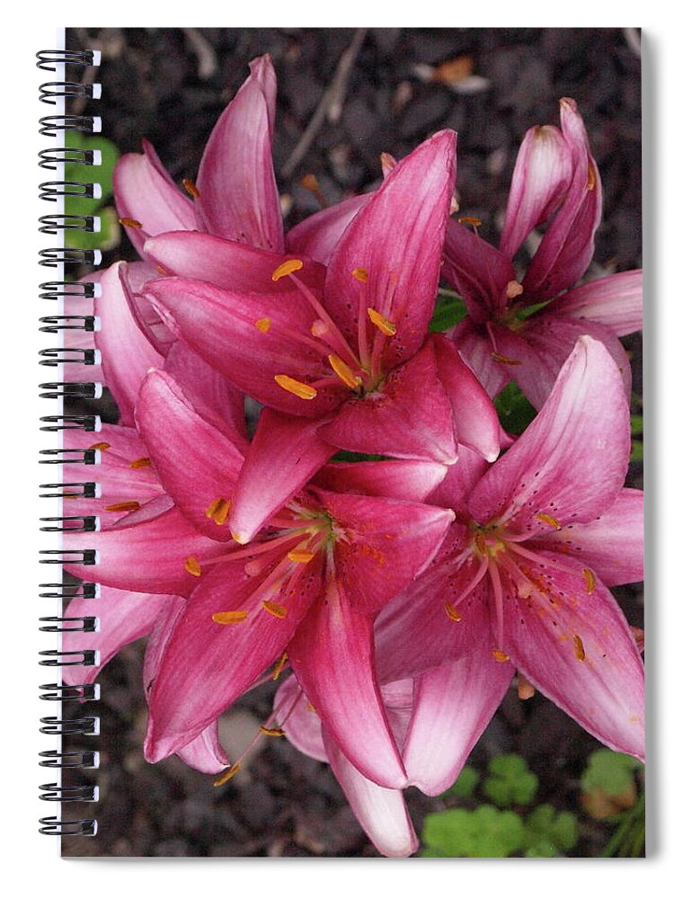 Lily Spiral Notebook featuring the photograph Lilixplosion 7 by Jeffrey Peterson
