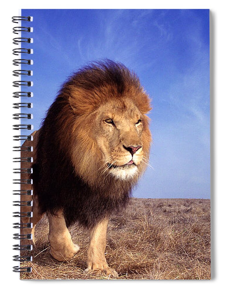 Animal Themes Spiral Notebook featuring the photograph Lion Panthera Leo by John Giustina