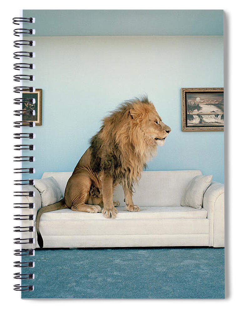 Pets Spiral Notebook featuring the photograph Lion Sitting On Couch, Side View by Matthias Clamer