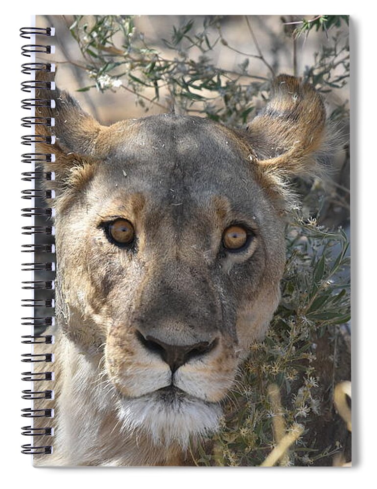 Lion Spiral Notebook featuring the photograph Lioness by Ben Foster