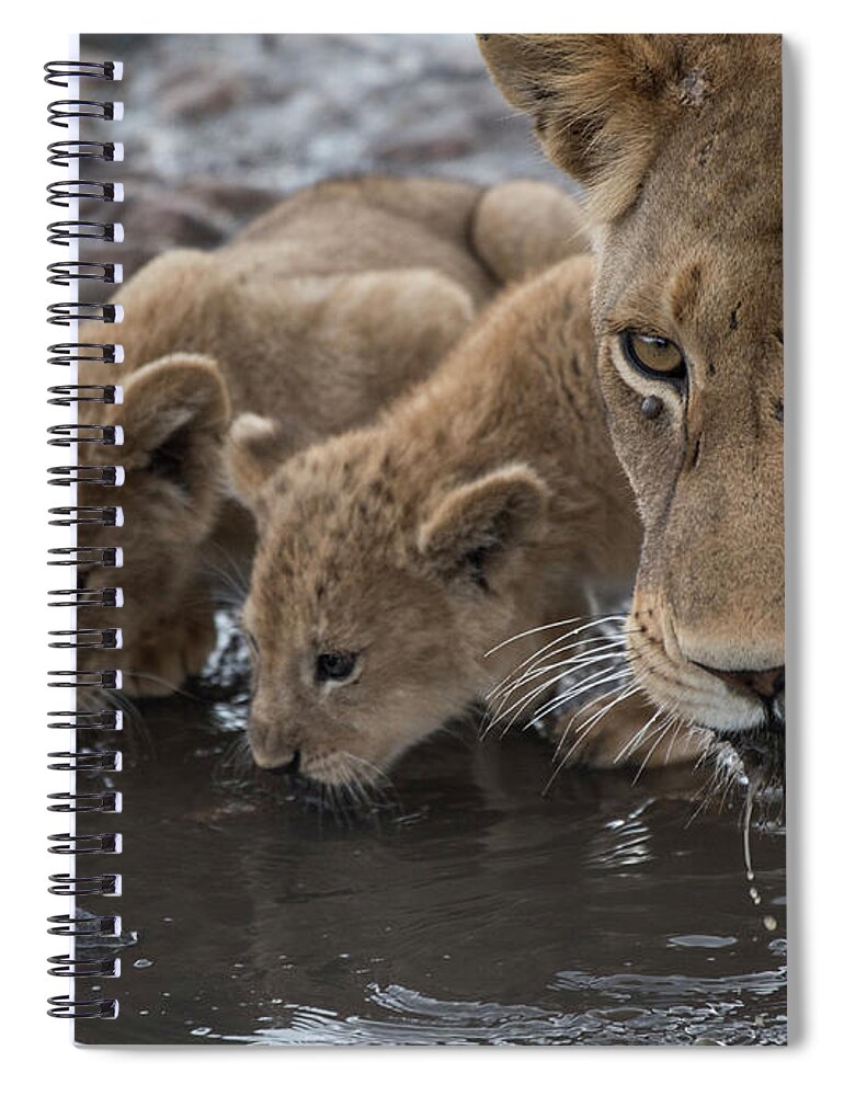 Africa Spiral Notebook featuring the photograph Lioness-cubs-waterhole-Serengeti by Steve Somerville
