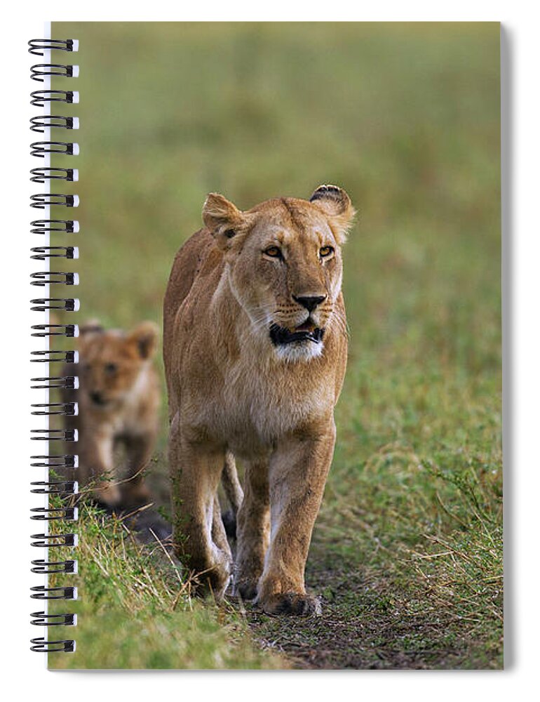 Kenya Spiral Notebook featuring the photograph Lioness Walking With Cubs Aged 3-6 by Anup Shah