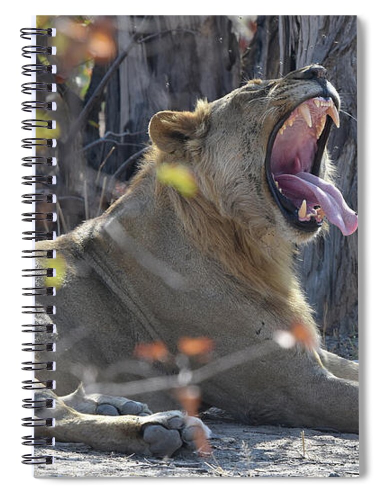 Lion Spiral Notebook featuring the photograph Lion's Yawn by Ben Foster