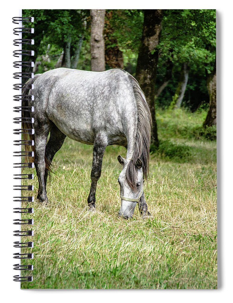 Horse Spiral Notebook featuring the photograph Lipizzaner by Tito Slack