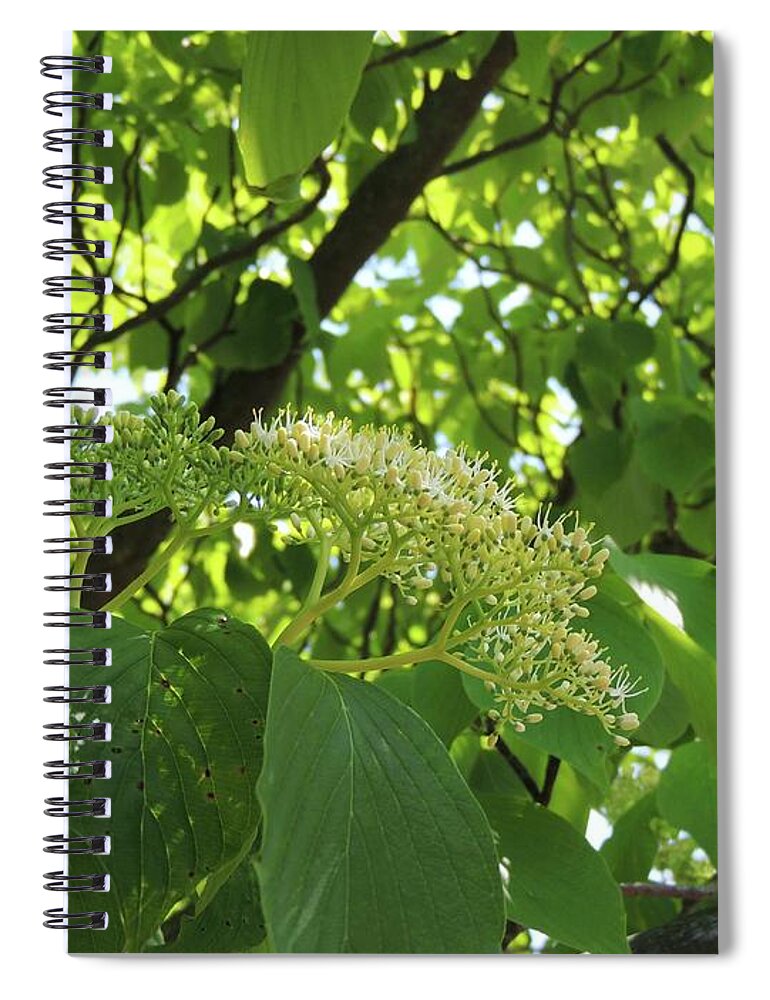 Tree Spiral Notebook featuring the photograph Lit From Above by Julie Rauscher