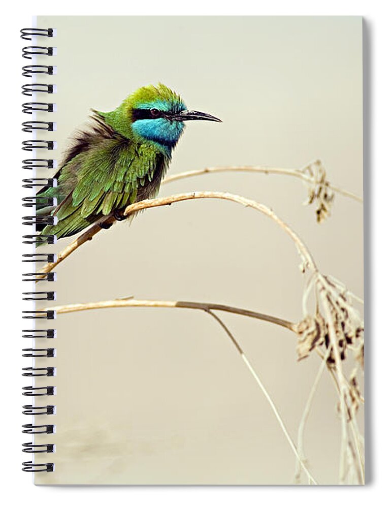 East Spiral Notebook featuring the photograph Little Bee-eater, Merops Orientalis by Ilia Shalamaev Wwwfocuswildlifecom