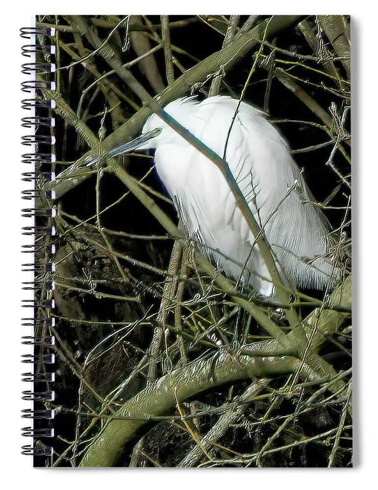 Bird Spiral Notebook featuring the photograph Little Egret resting by James Lamb Photo